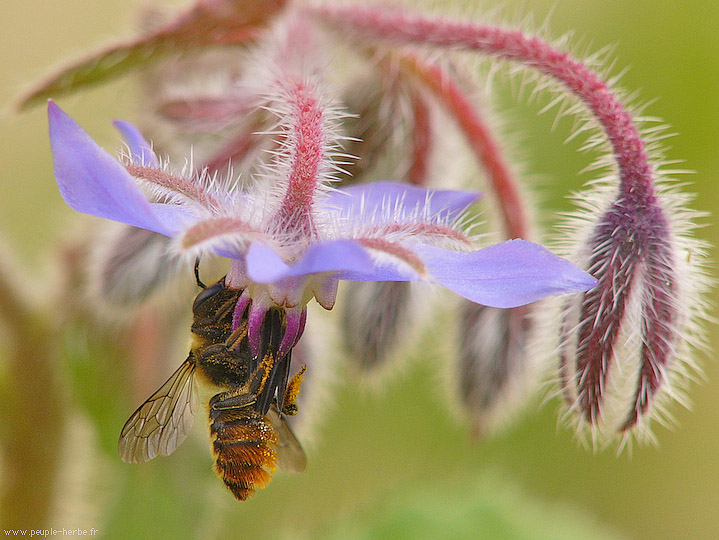 Photo macro Mégachile (Megachilidae)