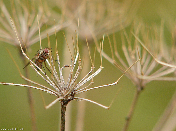 Photo macro Diptère (Diptera)