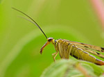 Mouche scorpion femelle - Panorpa sp. - Macrophotographie