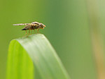 Diptère - Diptera - Macrophotographie