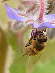 Hyménoptère - Hymenoptera - Macrophotographie