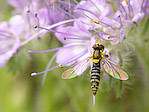 Syrphe - Syrphidae - Macrophotographie