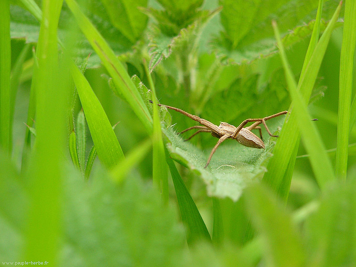 Photo macro Araignée (Araneae)