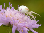 Araignée crabe femelle - Misumena vatia - Macrophotographie