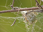 Epeire à quatre points - Araneus quadratus - Macrophotographie