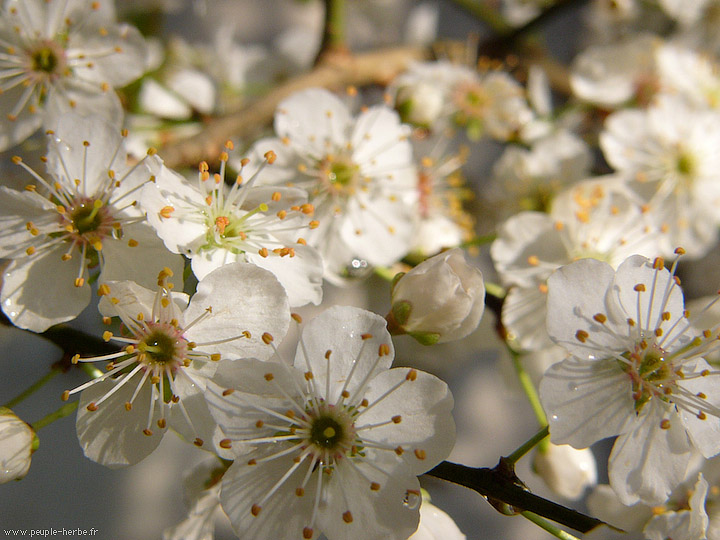 Photo macro fleur Prunier (Prunus domestica)