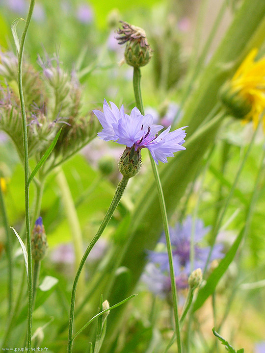 Photo macro fleur Bleuet des champs (Centaurea cyanus)