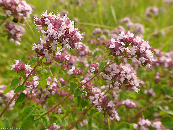 Photo macro fleur Marjolaine sauvage (Origanum vulgare)