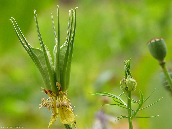 Photo macro fleur Nigelle orientale (Nigella orientalis)