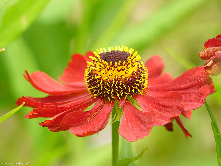 Photo macro fleur Helenium 'Kupfersprudel' (Helenium 'Kupfersprudel')