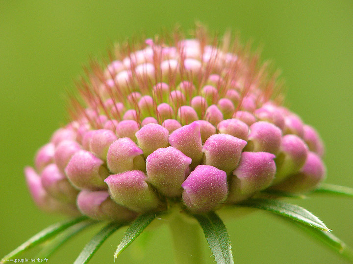 Photo macro fleur Scabieuse des jardins (Scabiosa atropurpurea)