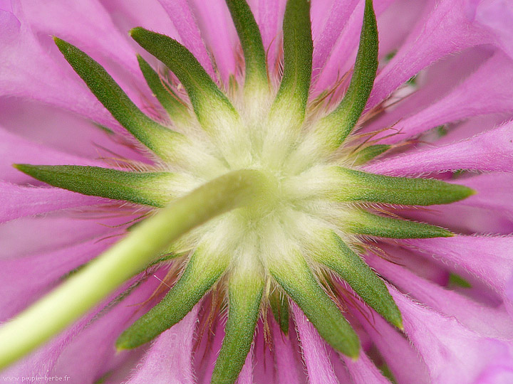 Photo macro fleur Scabieuse des jardins (Scabiosa atropurpurea)