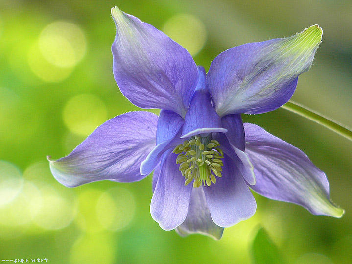 Photo macro fleur Ancolie (Aquilegia vulgaris)