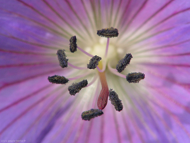 Photo macro fleur Géranium (Geranium sp.)