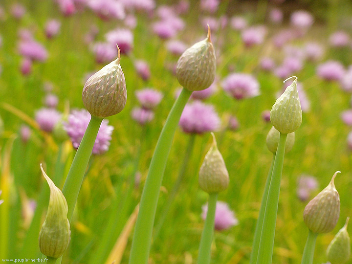 Photo macro fleur Ail (Allium sp.)