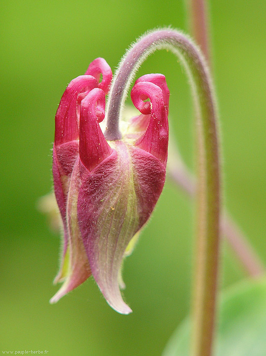 Photo macro fleur Ancolie (Aquilegia vulgaris)