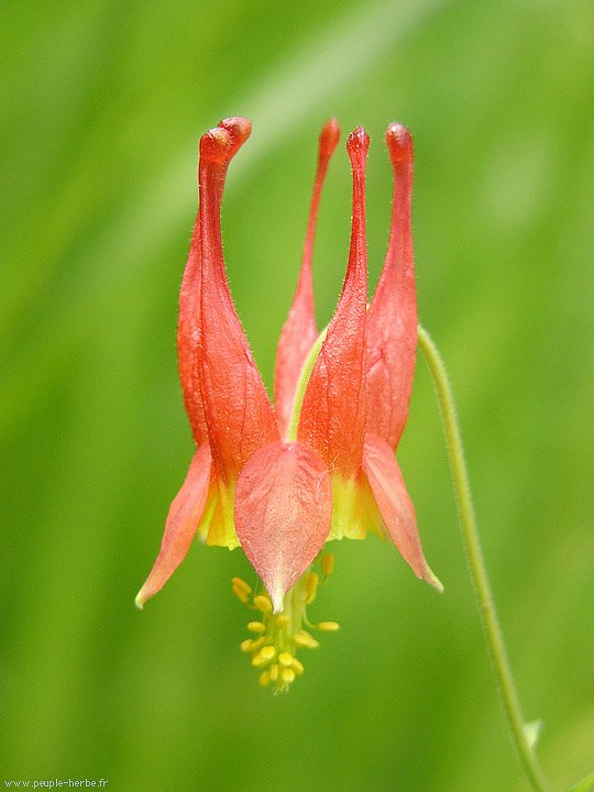 Photo macro fleur Ancolie (Aquilegia formosa)