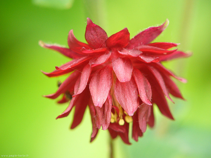 Photo macro fleur Ancolie 'Ruby Port' (Aquilegia vulgaris 'Ruby Port')