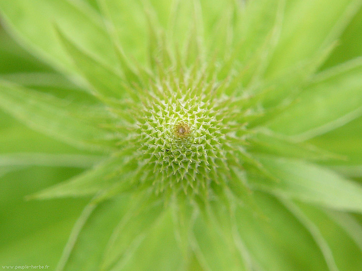 Photo macro fleur Digitale ferrugineuse (Digitalis ferruginea)
