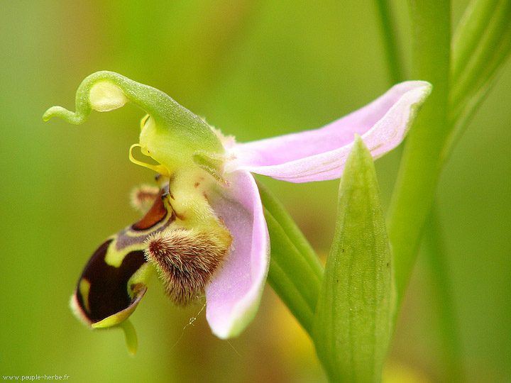 Photo macro fleur Ophrys abeille (Ophrys apifera)