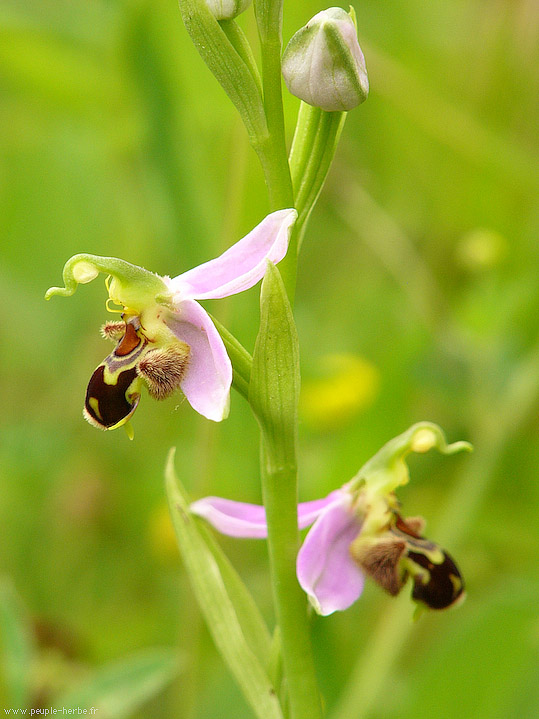 Photo macro fleur Ophrys abeille (Ophrys apifera)