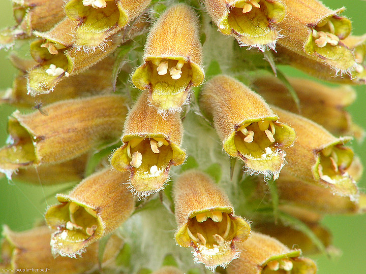 Photo macro fleur Digitale Ferrugineuse (Digitalis ferruginea)