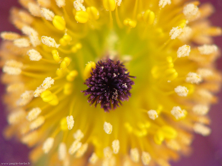 Photo macro fleur Anémone pulsatille (Pulsatilla vulgaris)