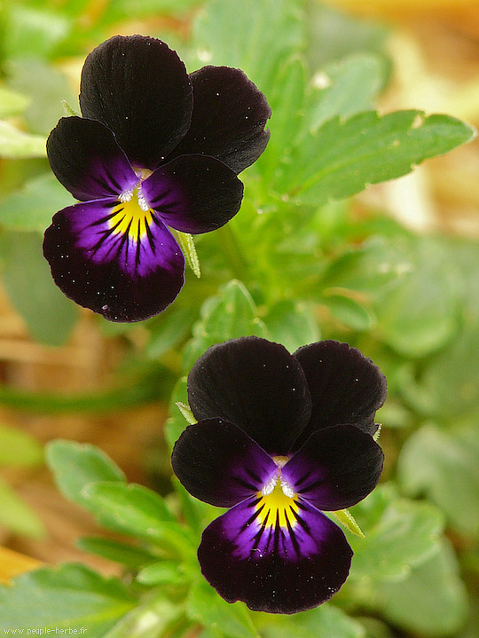 Photo macro fleur Pensée 'Bowles Black' (Viola tricolor 'Bowles Black')