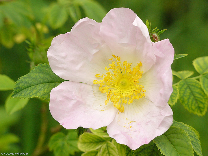 Photo macro fleur Eglantier commun (Rosa canina)