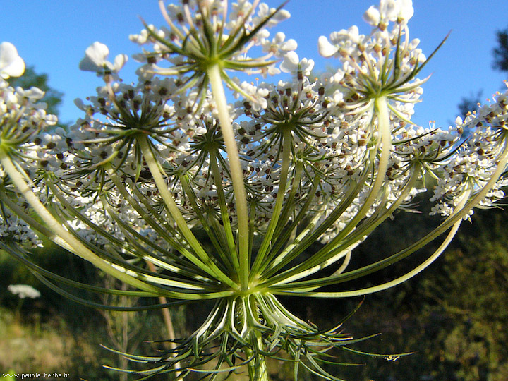 Photo macro fleur Apiacée (Apiaceae)