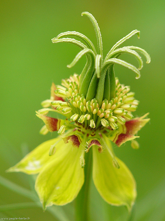Photo macro fleur Nigelle orientale (Nigella orientalis)