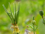 Nigelle orientale - Nigella orientalis - Macrophotographie