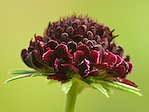 Scabieuse des jardins - Scabiosa atropurpurea - Macrophotographie