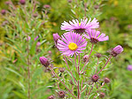 Aster - Aster - Macrophotographie