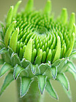 Echinacée 'Razzmatazz' - Echinacea purpurea 'Razzmatazz' - Macrophotographie