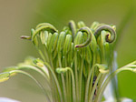 Nigelle de Damas - Nigella damascena - Macrophotographie