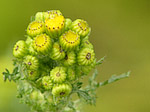 Astéracée - Asteraceae - Macrophotographie