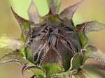 Tournesol - Helianthus annuus - Macrophotographie