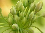 Ail de Bulgarie - Allium bulgaricum - Macrophotographie