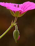 Géranium 'Russell Pritchard' - Geranium riversleaianum ‘Russell Pritchard’ - Macrophotographie