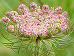 Apiacée - Apiaceae - Macrophotographie