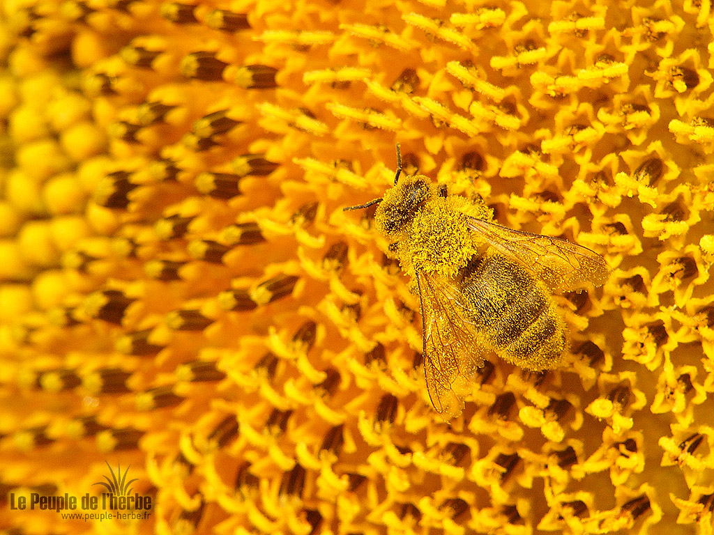 Fond d'écran abeille 1024x768 : Abeille domestique