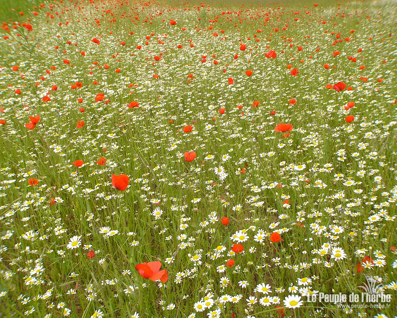 Fond d'écran fleur 1280x1024 : Marguerites et coquelicots