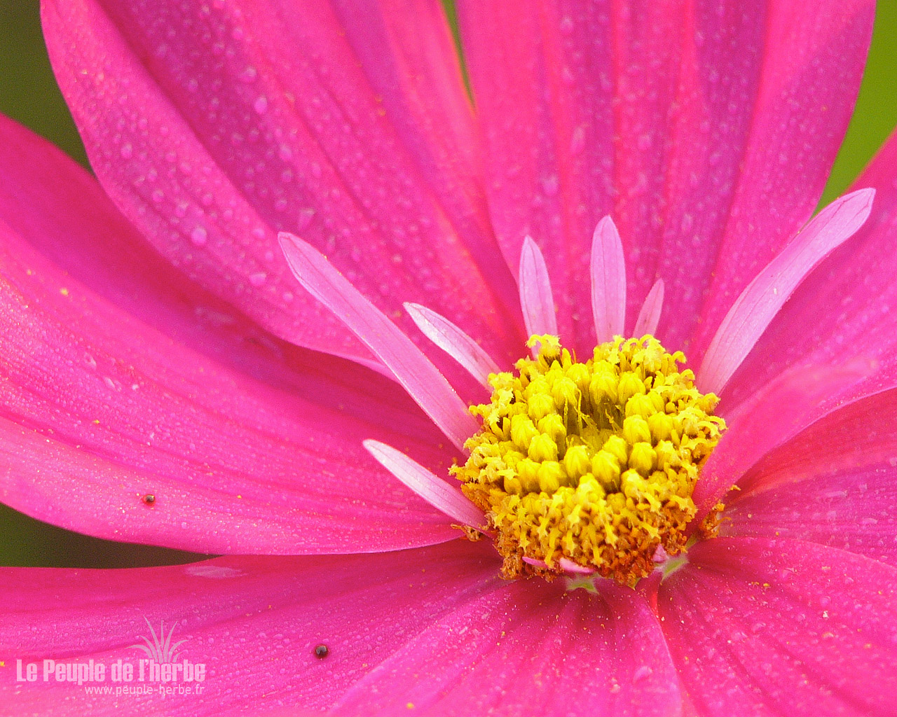 Fond d'écran fleur 1280x1024 : Cosmos