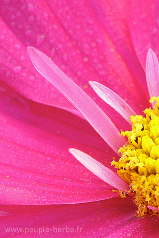 Fond d'écran fleur 320x480 iPhone : Cosmos