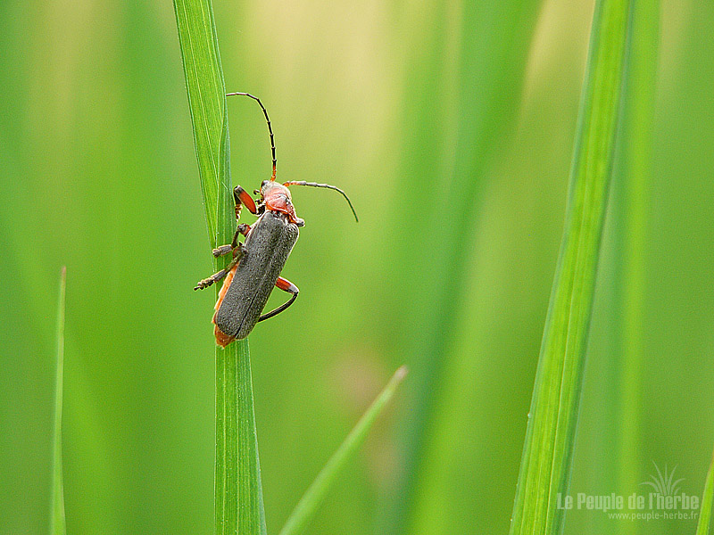 Fond d'écran insecte 800x600 : Téléphore moine