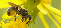 Photos macro abeilles