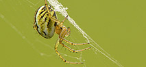 Photos macro araignées