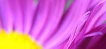 Photos macro fleurs