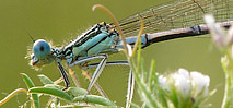 Photos macro insectes